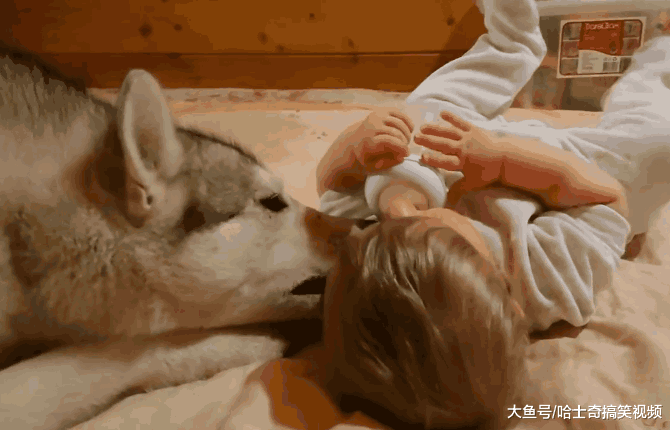 二哈总喜欢围着宝宝, 主人本来很欣慰, 知道原因后笑翻了
