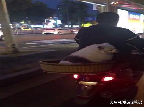 网友说她骑电动车看到有人带着熊猫遛弯, 仔细看, 狗狗模样好可爱