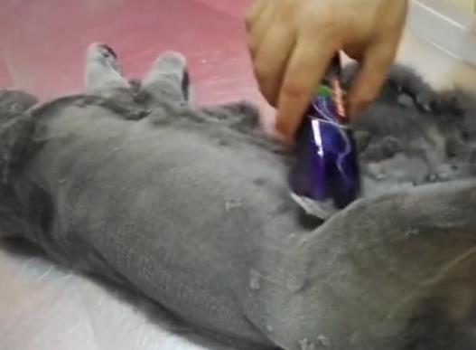 把蓝猫送去剃毛, 蓝猫却做出这个举动, 笑的美容师合不拢嘴