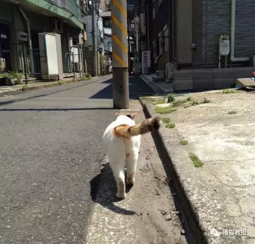 “美臀日”晒美臀, 这一大波猫屁屁, 看得我心动了