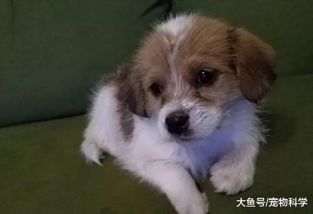 既然养了, 就要负责, 不要抛弃它们