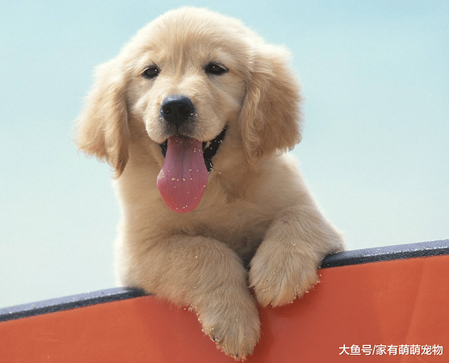 狗狗有这5种表现, 说明它已经把你当成父母, 你是它最重要的人!