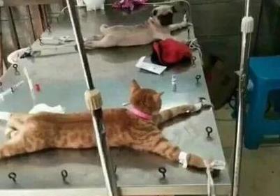 主人兴冲冲带橘猫去绝育, 医生却愁哭: 这不是猫, 是大爷