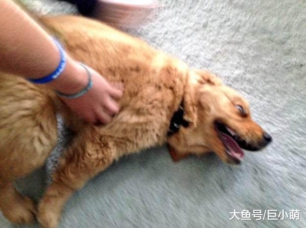 狗狗最爱被人抚摸的5个位置, 你最常摸的是它喜欢的吗?