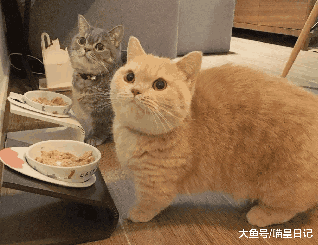 盘点最具网红气质的猫, 不用羡慕别人, 说不定你家也有一只哦!