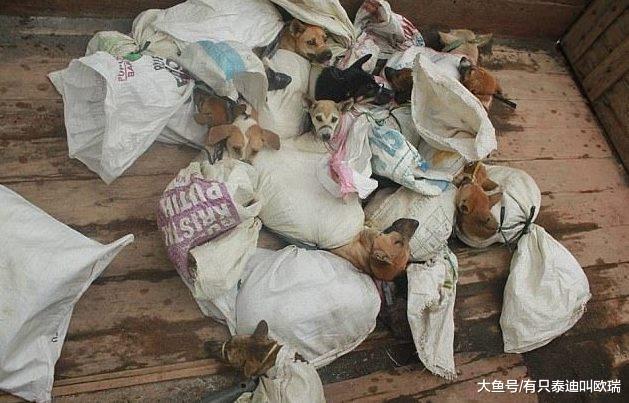 宠物狗被抓走当「狗肉贩卖」捆绑到窒息, 被迫看着同伴在眼前「活活斩首喷血」超可恶!