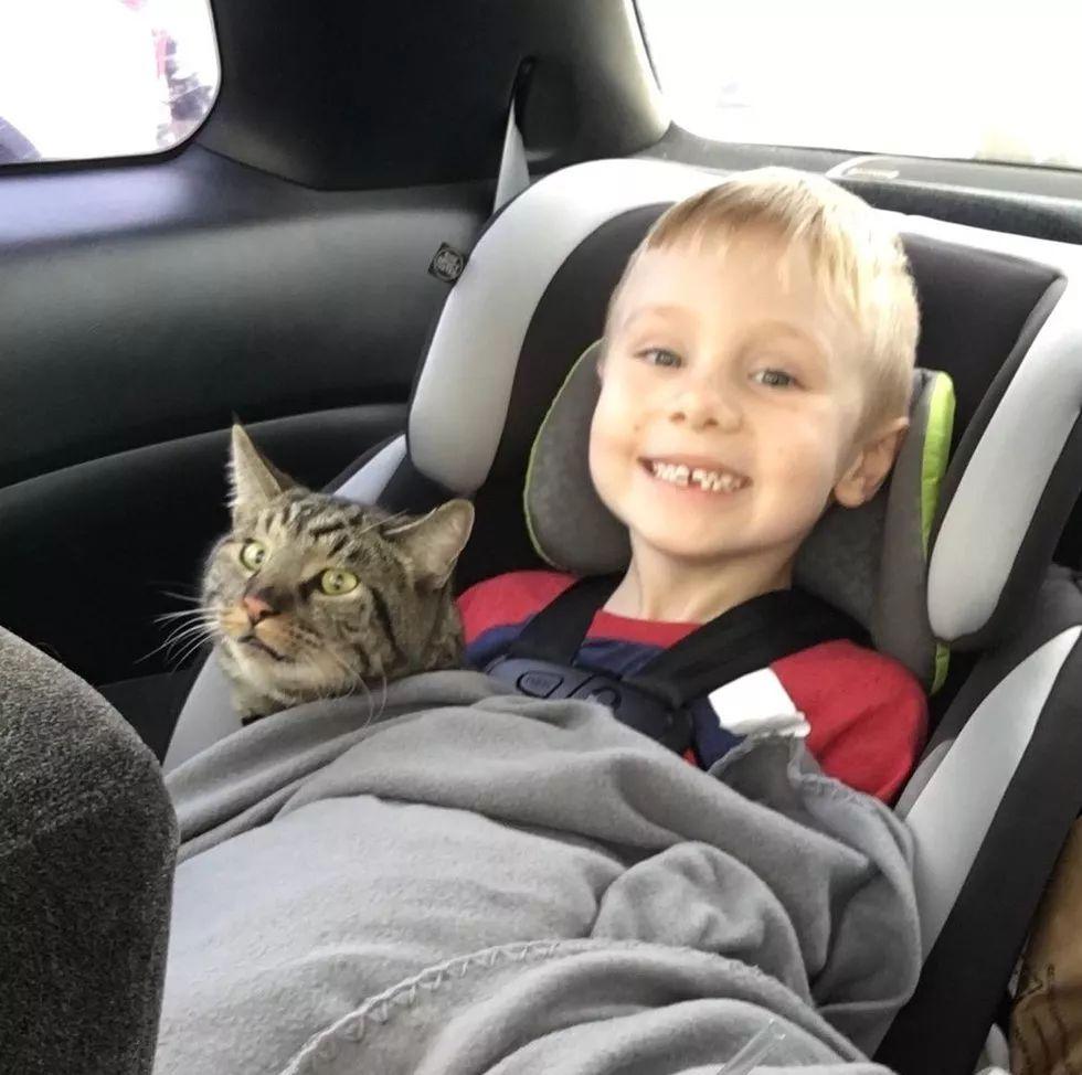 加州大火中走失的两只猫咪终与主人团聚, 这就是圣诞节奇迹吧!