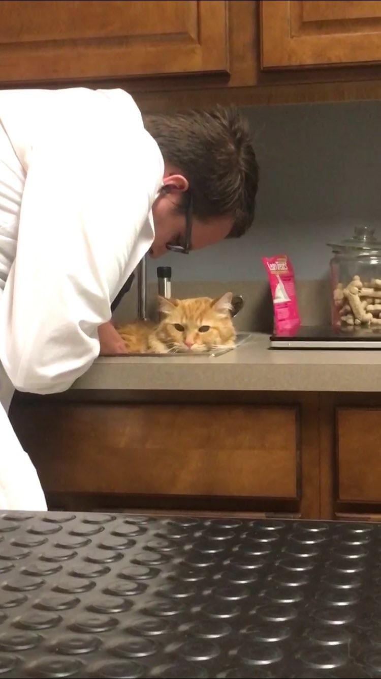 猫星人看医生的千奇百态, 在垃圾桶捞猫是兽医的日常工作