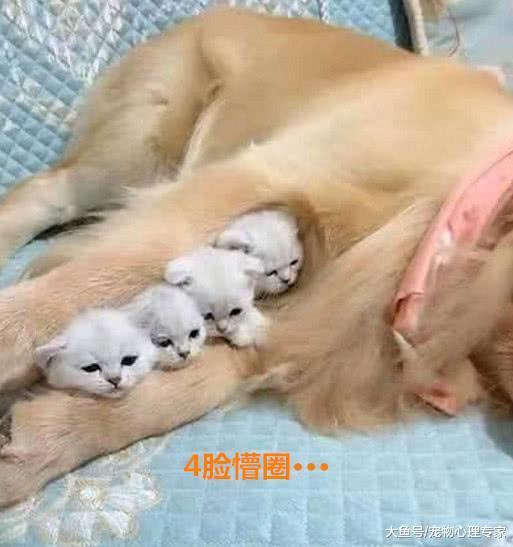 4只小奶猫到处乱跑, 主人让金毛帮忙照顾, 再次看到时画面很有爱