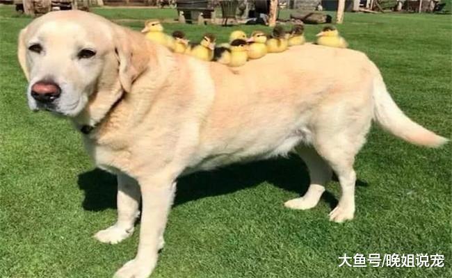 5种最适合男生养的狗狗, 尤其第五种, 能提高你搭讪女孩的几率