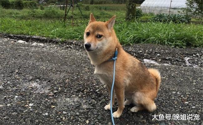 错误的5种遛狗方式, 尤其是第五种, 还不如不养