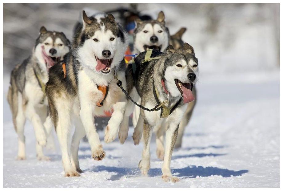 主人养了一屋子二哈, 它们等开餐的画面, 真叫一个有排面!