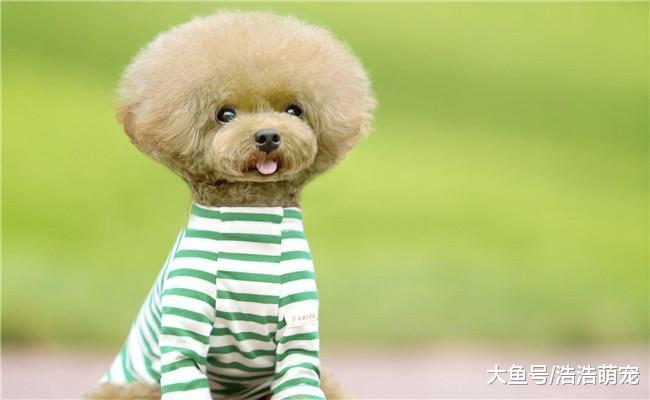 泰迪犯错误了, 主人惩罚它时, 有五种方式不可取