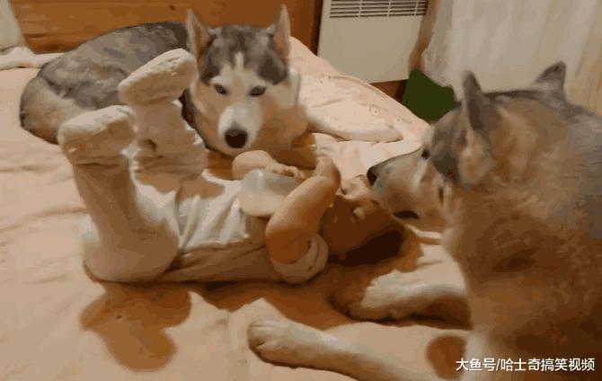二哈总喜欢围着宝宝, 主人本来很欣慰, 知道原因后笑翻了