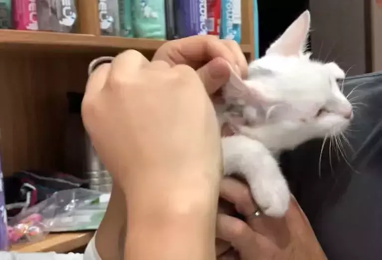 主人第一次给猫咪掏耳朵, 没想到竟然如此配合: 你的手法不错!