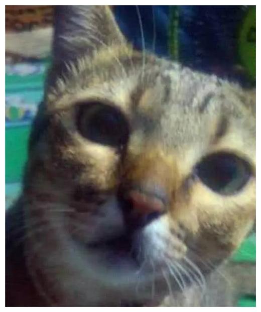 猫咪一大早对主人叫唤不停, 主人查明后吓得原地跳起来!