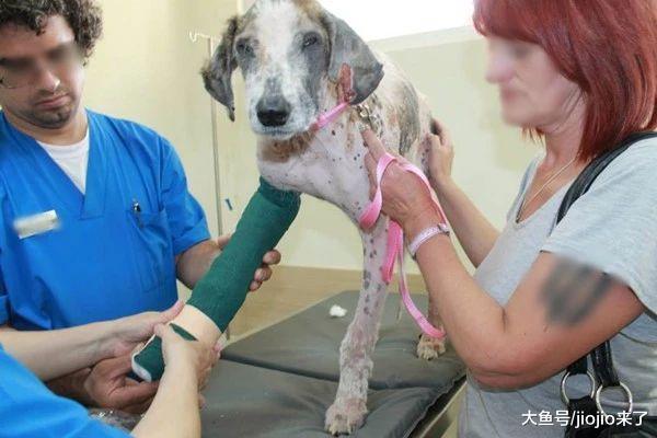 耳朵撕裂、浑身虱子、没有毛发, 瘦成皮包骨, 获救后的它判若两狗