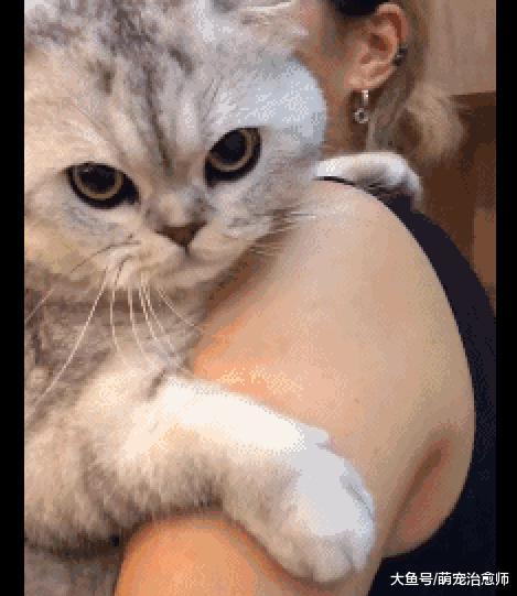 朋友说猫咪太胖了, 结果它委屈得向主人撒娇, 这小眼神好有戏!