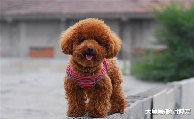 泰迪和比熊有什么区别, 该怎么区分它们? 下面四点告诉你