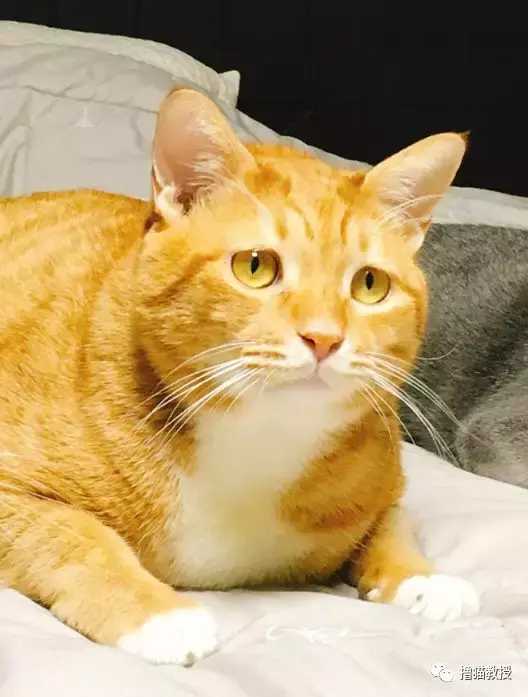 养一只橘猫有多惊喜? 网友捡了一只回家后就完全懂了