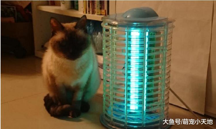 暹罗猫紧贴捕蚊灯取暖, 烤焦脸无奈: 怎么不会热?