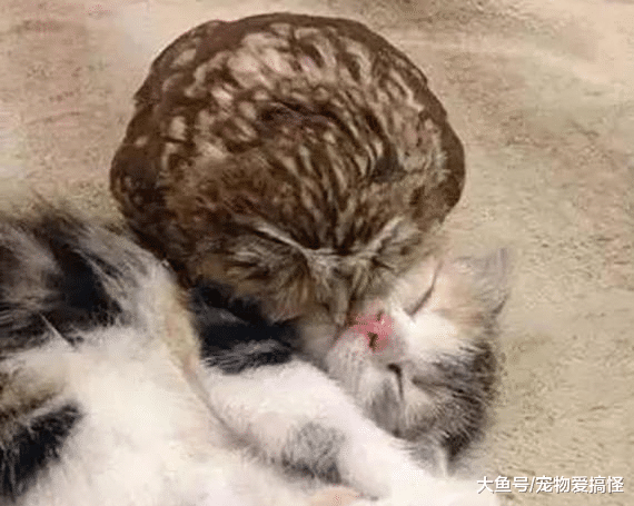 猫咪和猫头鹰一见钟情“私定终身”