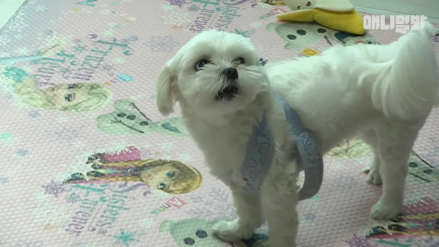 狗狗讨厌脱项圈, 一听指令就会生气, 不断咆哮想咬主人