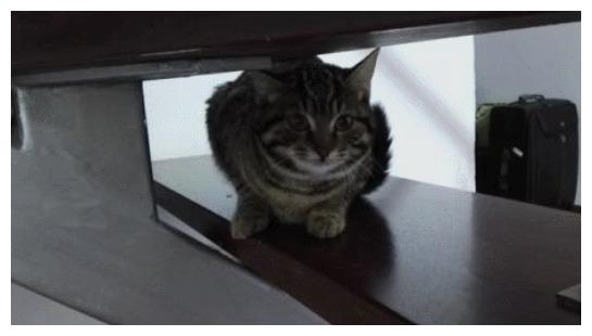 猫咪把炒菜大锅当床铺了, 主人对此很尴尬: 冷的话, 我给你开火
