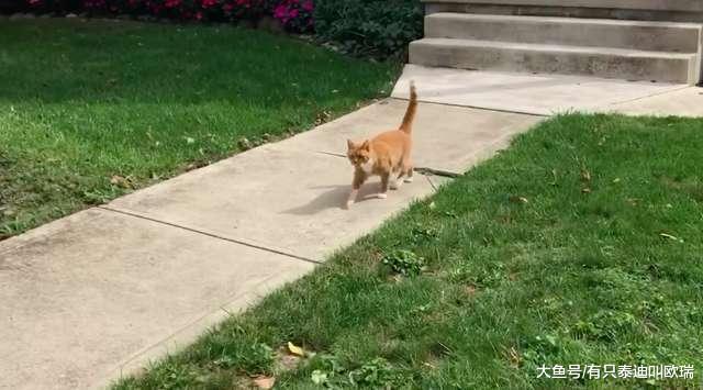上班前先来摸摸我! 橘猫见到邻居就冲出来讨摸超热情