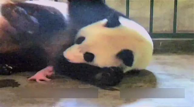 熊猫幼崽被母亲放弃, 因出生体重仅为51g, 在奶妈坚持下被救活