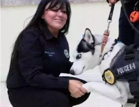 二哈总是拆家, 被主人派去当警犬, 再也没力气拆家, 笑哭主人
