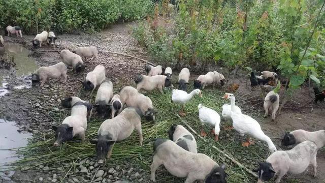 村民靠养猪脱贫, 小猪崽被当成宠物售出, 成为铲屎官的猪年萌宠!