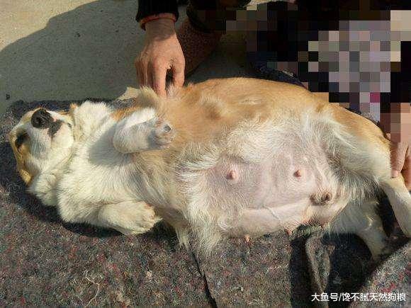 为什么柯基犬喜欢用屁屁向着你, 并不只是它屁股大的原因!
