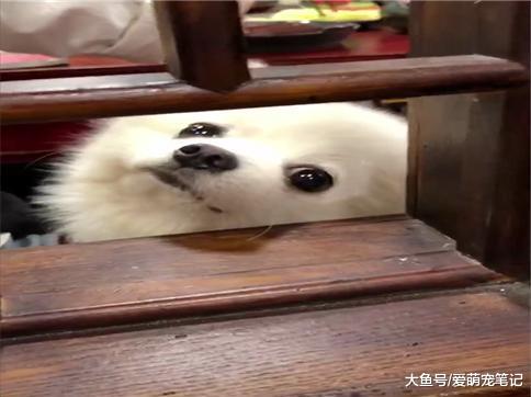 网友吃火锅时偶遇隔壁小博美, 眼睛不仅大还水汪汪的, 长得好可爱