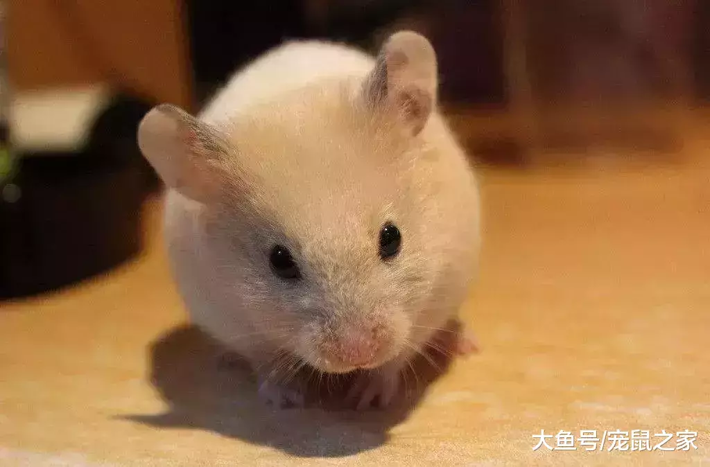 一文带你走进仓鼠世界: 仓鼠种类之叙利亚仓鼠(上)