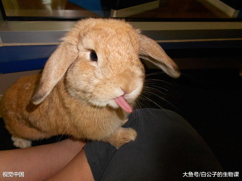 家养的兔子大脑萎缩了! 就是因为你们养的太好! 好吃好喝要脑子?