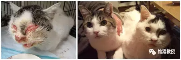 养一只橘猫有多惊喜? 网友捡了一只回家后就完全懂了