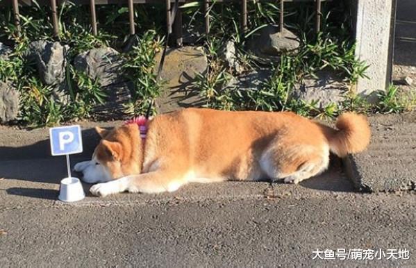 柴柴赖门外休息, 主人帮画柴油停车格, 网友被萌翻: 可开单取缔?