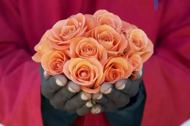 花鸟周报 | 肯尼亚玫瑰“备战”中国进口博览会;11月首届城市花博会重庆分会场邀你来看花