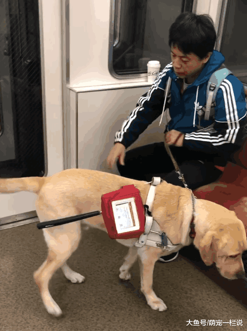 关于导盲犬的小知识, 你知道的有多少呢? 我来告诉你