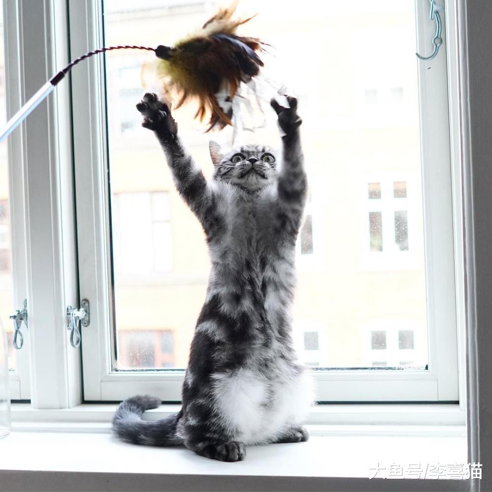 逗猫棒用完以后一定要收纳起来, 避免猫咪发生误食要防患于未然