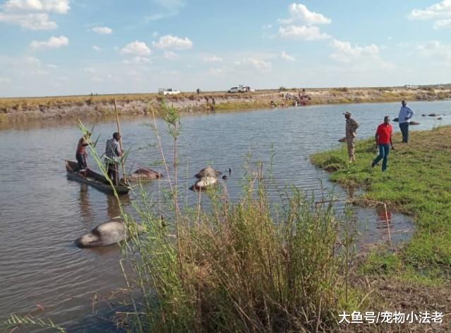 一夜之间, 水里浮出400头水牛尸体, 场面非常惨烈, 原因让人惋惜