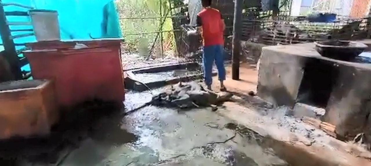 柬埔寨兴起狗肉潮流, 为了加快屠宰速度, 竟将活狗淹死再烹饪
