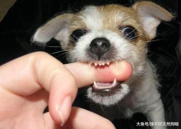 有这5个特征的狗狗不能惯, 不然生活一团糟, 你家中招了吗?