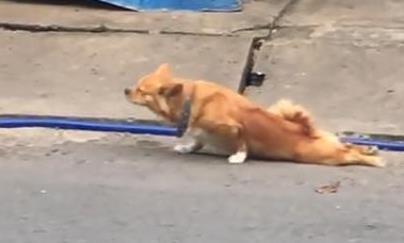 流浪狗“成精”了, 装成瘸子在路上乞食, 叼起食物后却活蹦乱跳