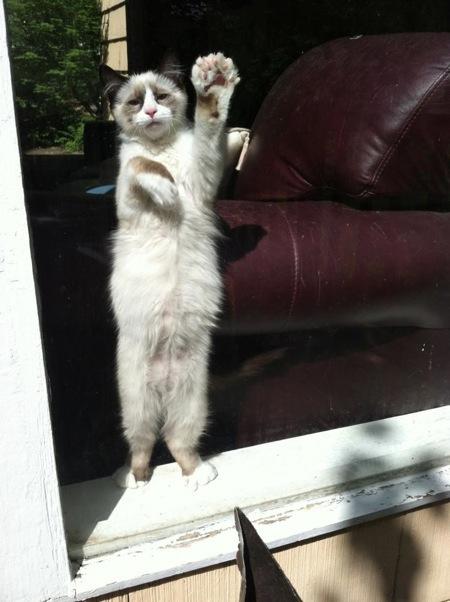 在美国, 总统曾经养过, 在国内会被遗弃吗?