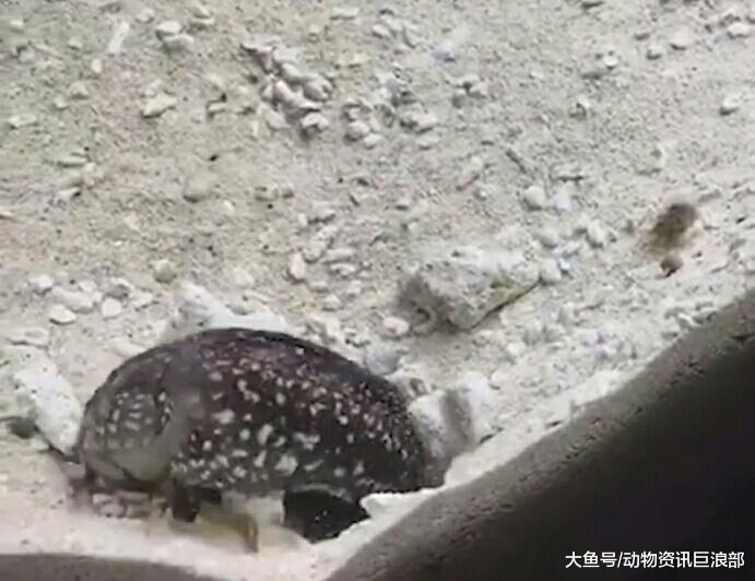 “吵架鱼”再现! 两条鱼疑似发生摩擦 家门口互喷沙子