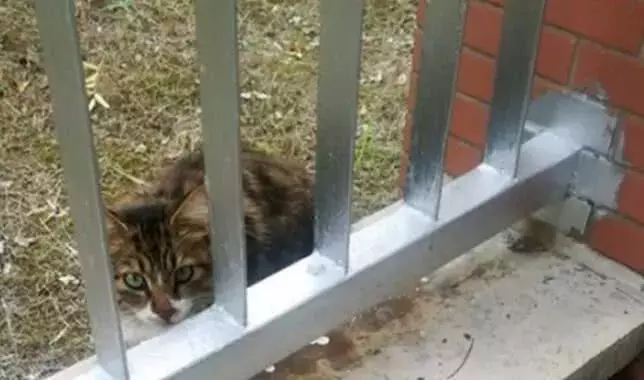 女子小区内喂流浪猫, 被业主说自私, 网友: 应禁止喂食流浪猫