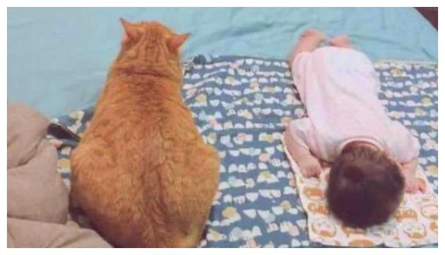 和胖子睡觉是什么样的感觉? 这个小孩和橘猫的故事, 可以给你启示