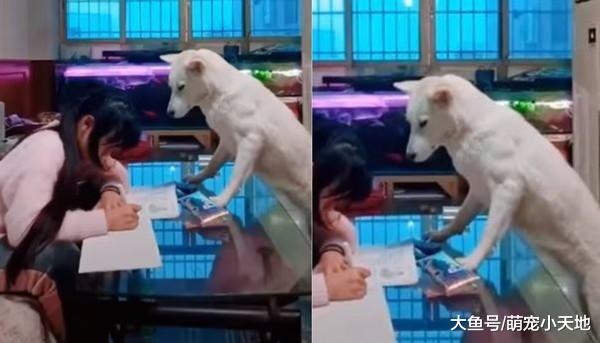 超萌家教! 白汪霸气撑手直盯小主人: 写字工整一点哈